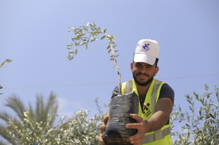 Olive Trees