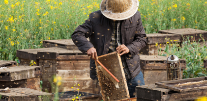 Honey Bee Farm