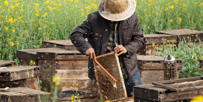 Honey Bee Farm