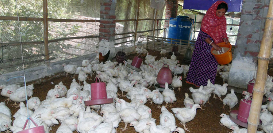 Chicken Farm