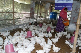 Chicken Farm