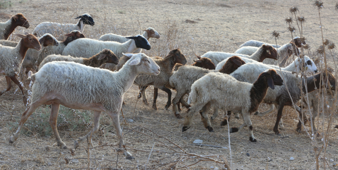Qurbani - UK £300 