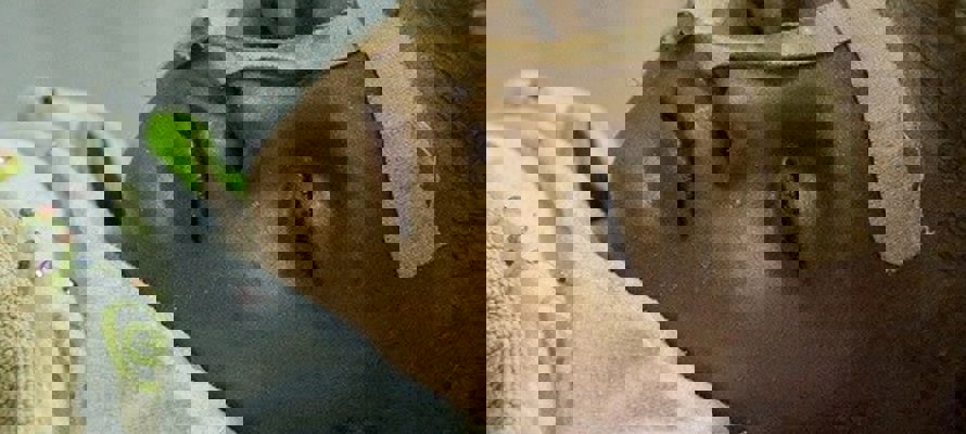 42% of the UK don’t know there is a war in Yemen finds UK NGO Human Appeal and YouGov