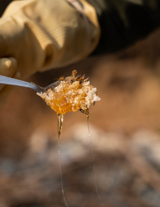 Person wearing gloves, holding a spoonful of honey