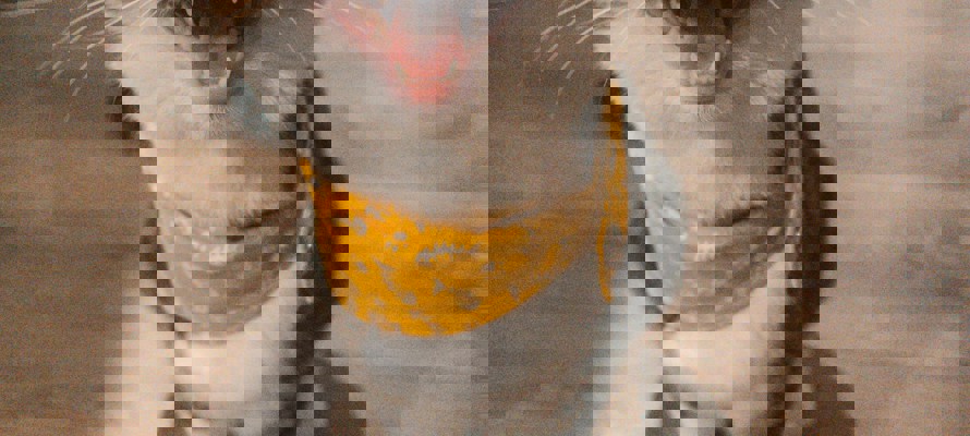 How Muslims Honour Animals in Islam