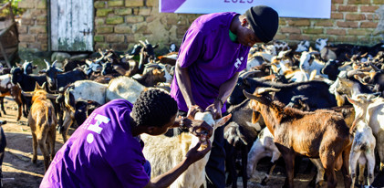 Qurbani - Mali £67 (Goat)