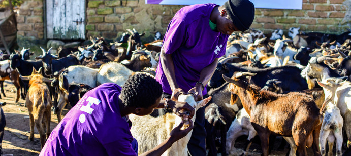 In Mali, 2,229 families received 4kg of meat each.
