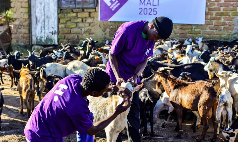 Men checking goats