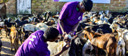 In Mali, 2,229 families received 4kg of meat each.