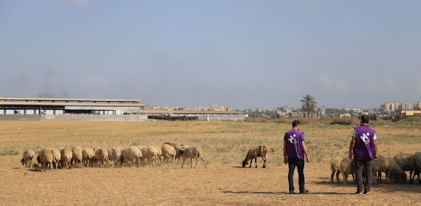Qurbani - Morocco £203 (Goat)