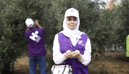 Olive Tree