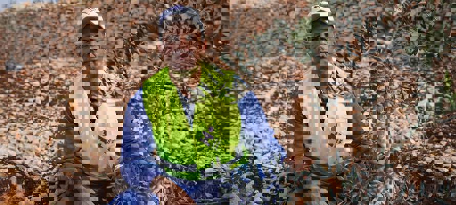 Human Appeal supports the planting of 25,000 olive trees