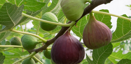Fruit trees
