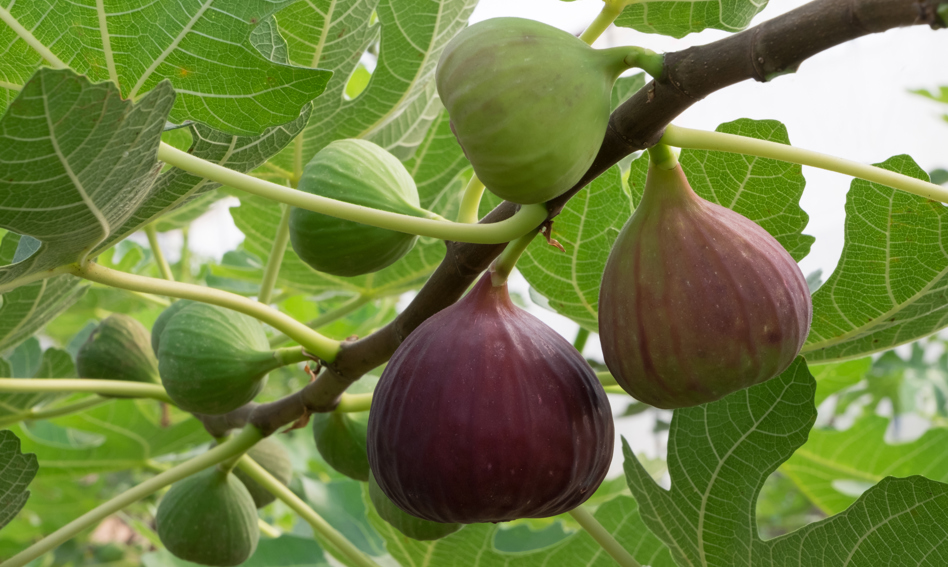 Fig tree