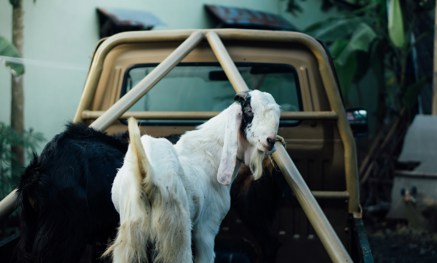 Goat