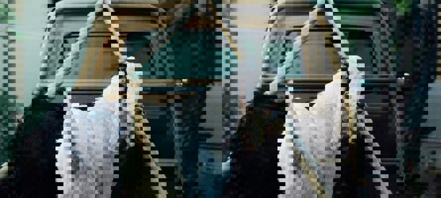 The Importance of Prophetic Qurbani