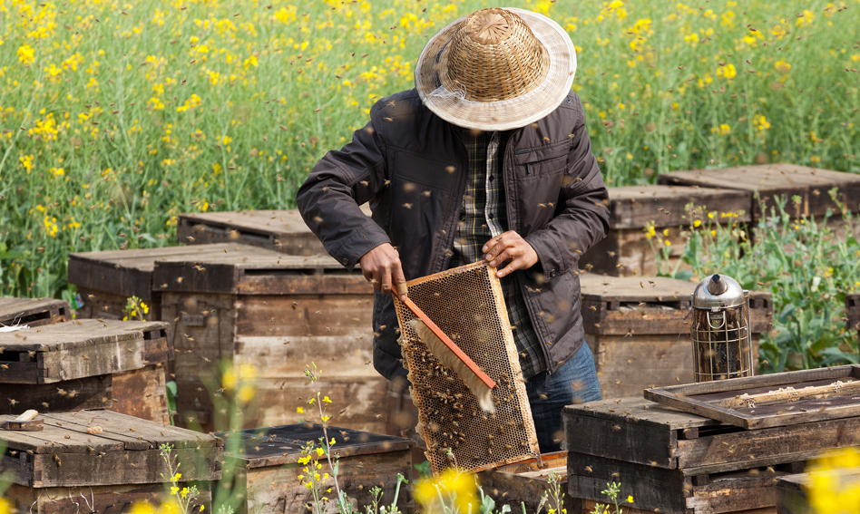 Man collecting honey from a hive