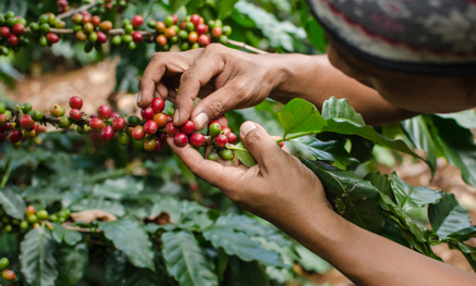 Picking coffee beans