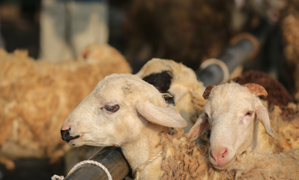 Sheep