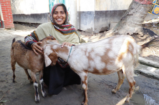Pair of Milking Goats