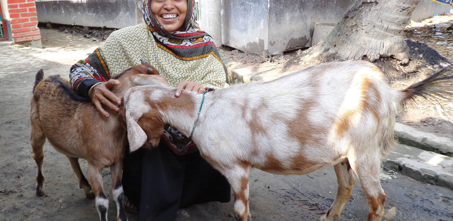 Pair of Milking Goats