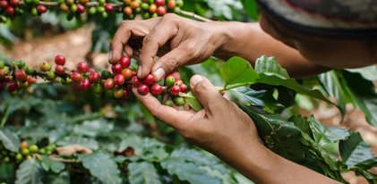 Coffee tree
