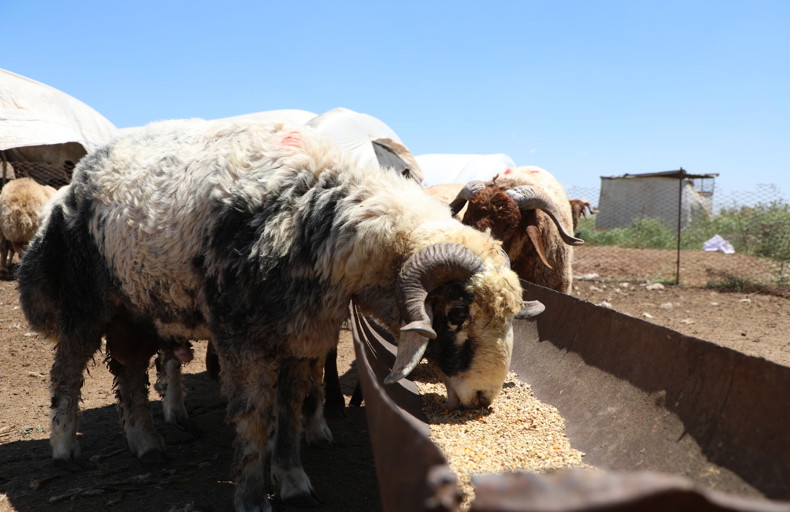 Sheep at a trough, like the one sacrificed in place of Prophet Ismail.