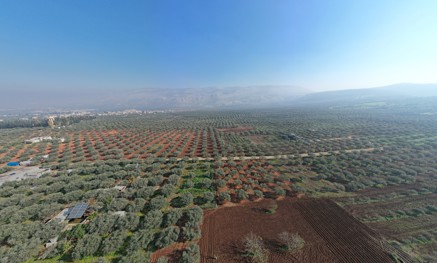 Aerial view of an orchard